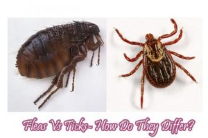 Fleas Vs Ticks- How Do They Differ