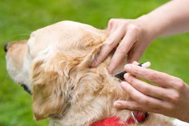 repel ticks on dogs