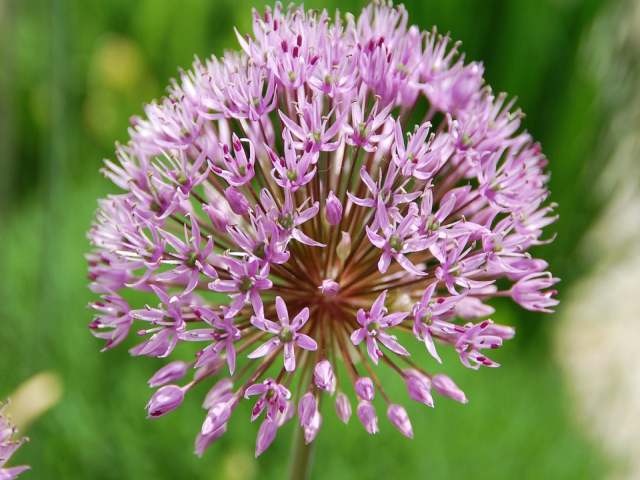 garlic against ticks