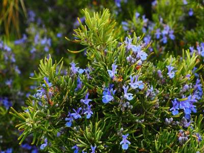 rosemary against ticks