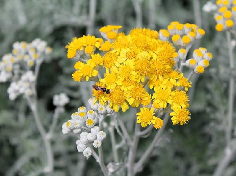 wormwood artemisia