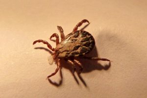 what are ticks, what repels ticks