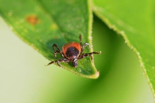 tick facts and myths