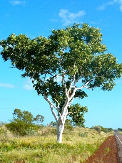 eucalyptus tree