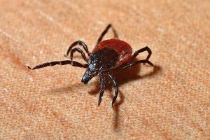 tick repellent clothing