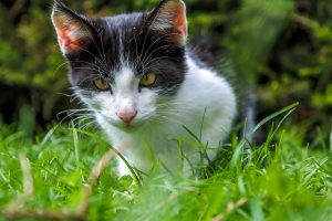 best tick repellent for cats