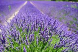 does lavender repel ticks