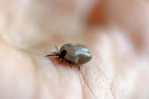 how long does a tick bite last