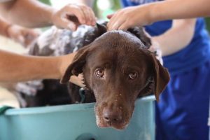 bathing dog best smelling dog shampoo