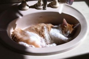 Do You Need To Bathe Cats
