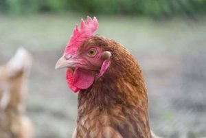 what eats ticks - chickens do