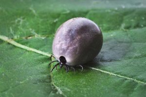 what are ticks good for