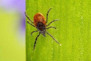 Tick Repellent Guide - What Repels Ticks On Humans And Pets