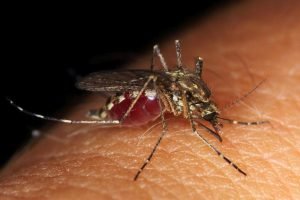 Mosquito What Is DEET And How Does It Repel Bugs