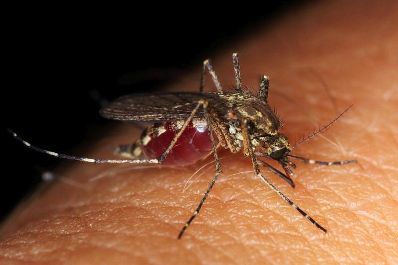 Mosquito What Is DEET And How Does It Repel Bugs