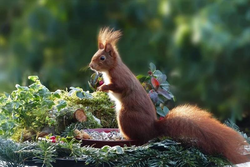 squirrel brings ticks in yard