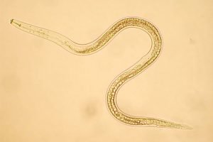 nematode