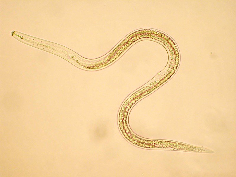 nematode