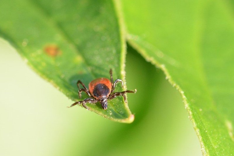 ticks in yard