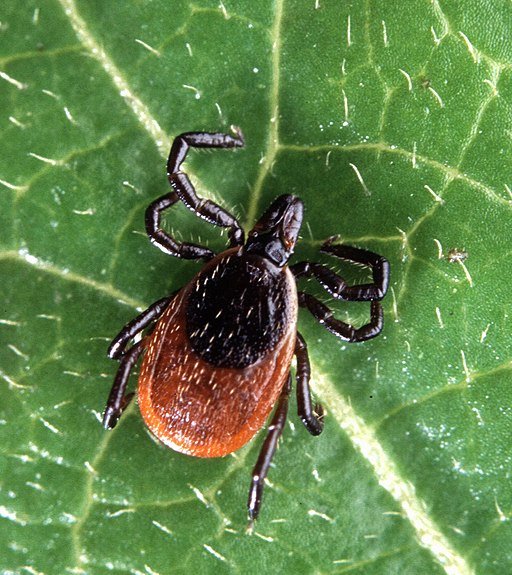 Deer tick (Ixodes scapularis)