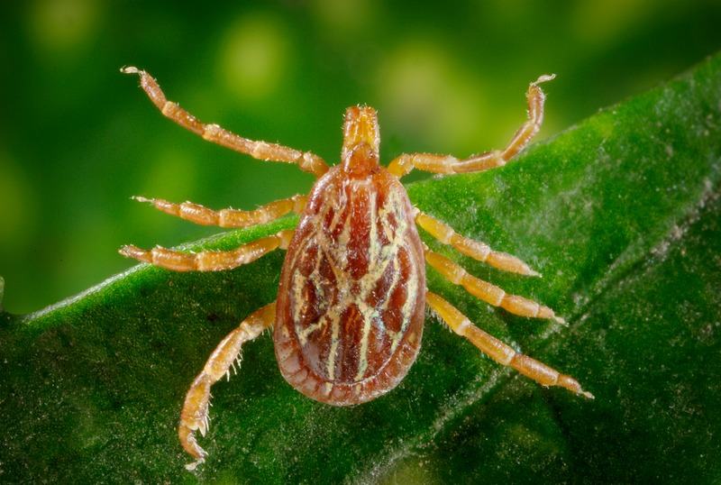 Gulf Coast Tick (Amblyomma maculatum)