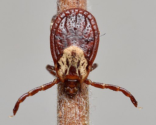 American Dog Tick (Dermacentor variabilis)