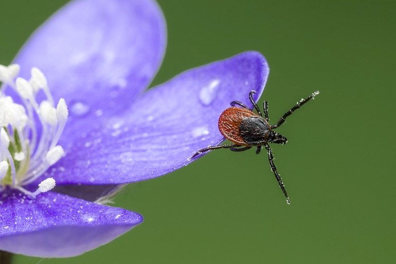 where are ticks commonly found