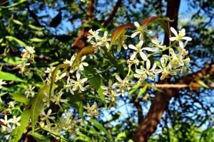 neem tree with flower