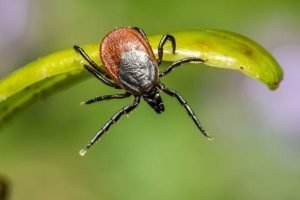 Guide To Common Ticks