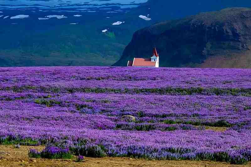 lavender farm