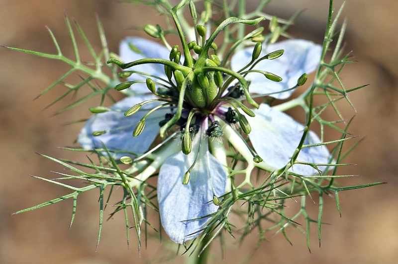 nigella sativa