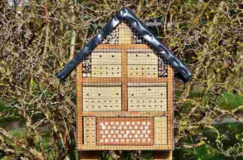 insect house