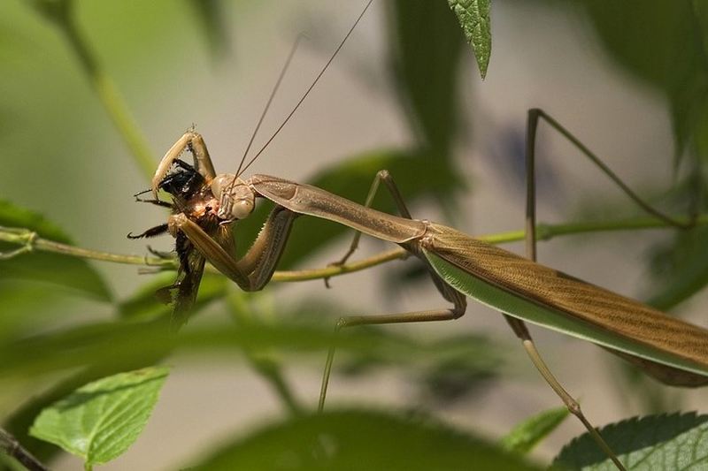 praying mantis eating fly