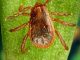 Brown Dog Tick