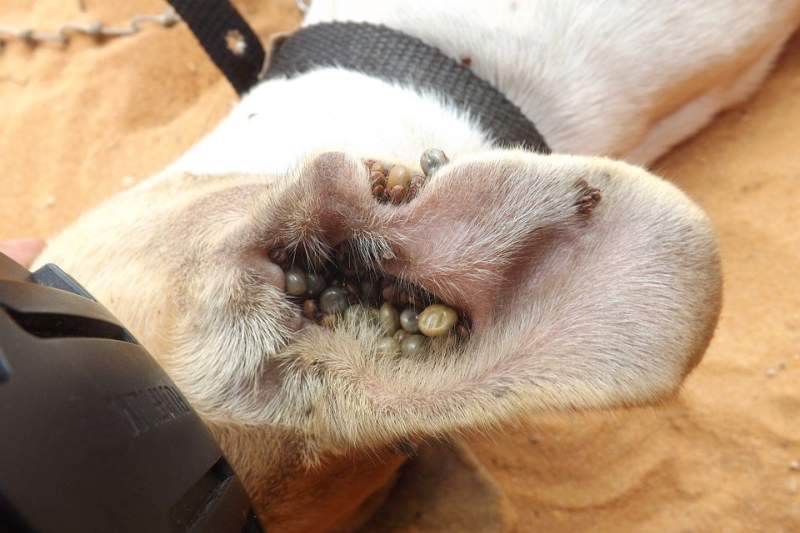 acute tick infestation in dog ear