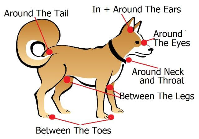 where to check dog for ticks