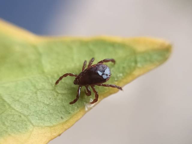 Tick, young adult