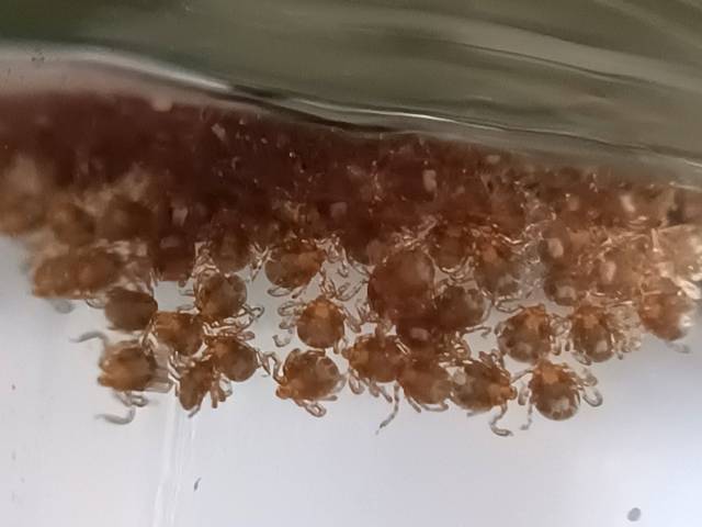 Tick larvae recently hatched