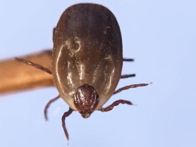 what do ticks look like