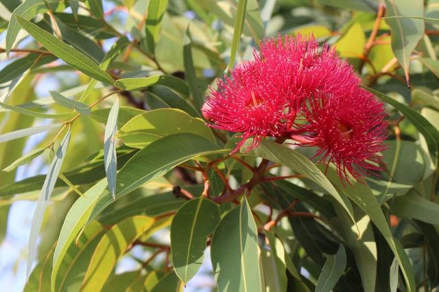 Oil of Lemon Eucalyptus