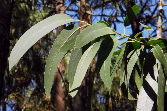 gum tree leaves