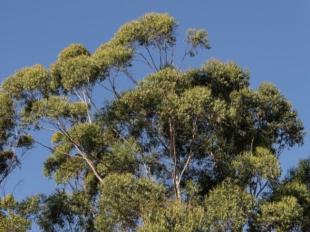 gum tree