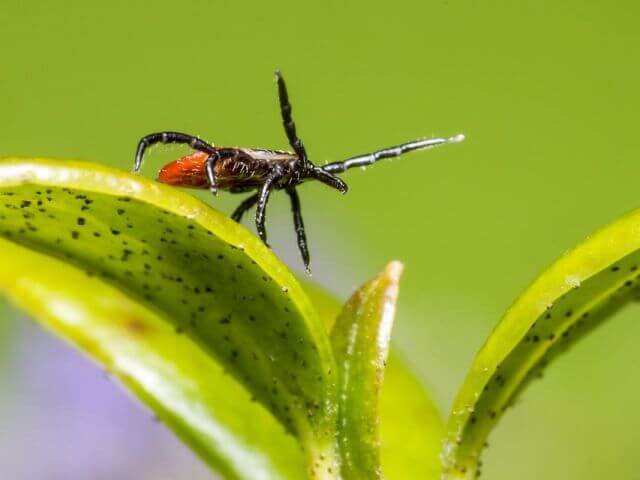 active tick waiting for a victim