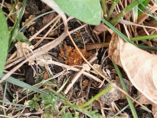 tick nest, eggs loose on the ground