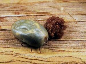 What Does A Tick Nest Look Like?