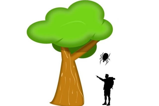 do ticks fall from trees